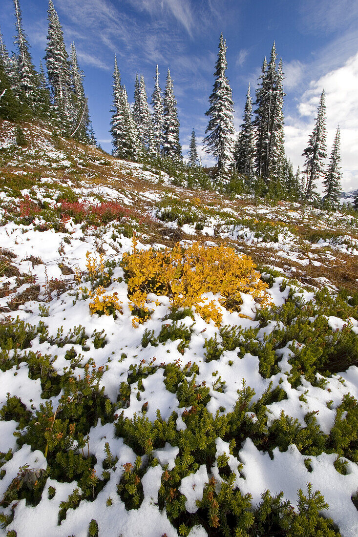 Herbstfarbenes Laub und Schneespuren an einem Berghang in der Cascade Range, Mount Rainier National Park, Washington, Vereinigte Staaten von Amerika