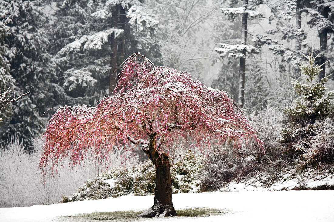 Schnee bestäubt einen blühenden Kirschblütenbaum im Frühling mit verschneitem Boden und Wald dahinter, Happy Valley, Oregon, Vereinigte Staaten von Amerika