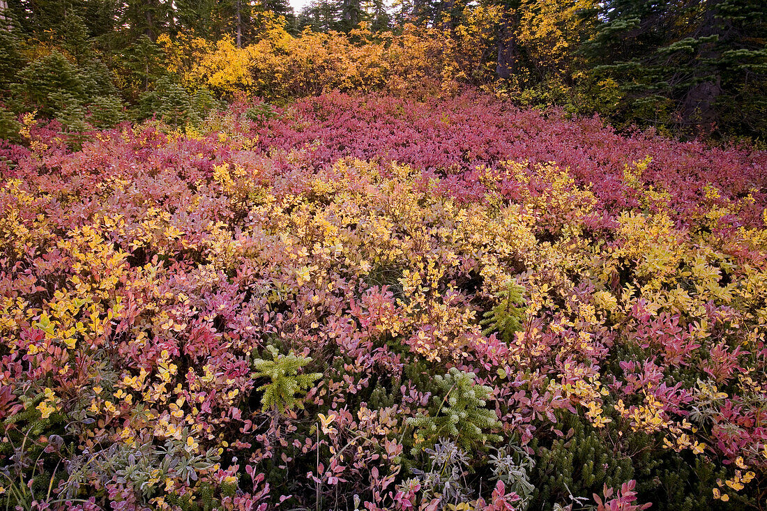 Beautiful coloured foliage in autumn,Mount Rainier National Park,Washington,United States of America