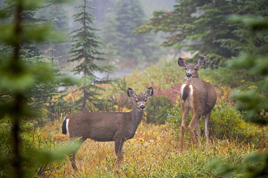 Zwei Weißwedelhirsche (Odocoileus virginianus) bei der Futtersuche in einem Wald und beim Blick in die Kamera, Mount Rainier National Park,Washington,Vereinigte Staaten von Amerika