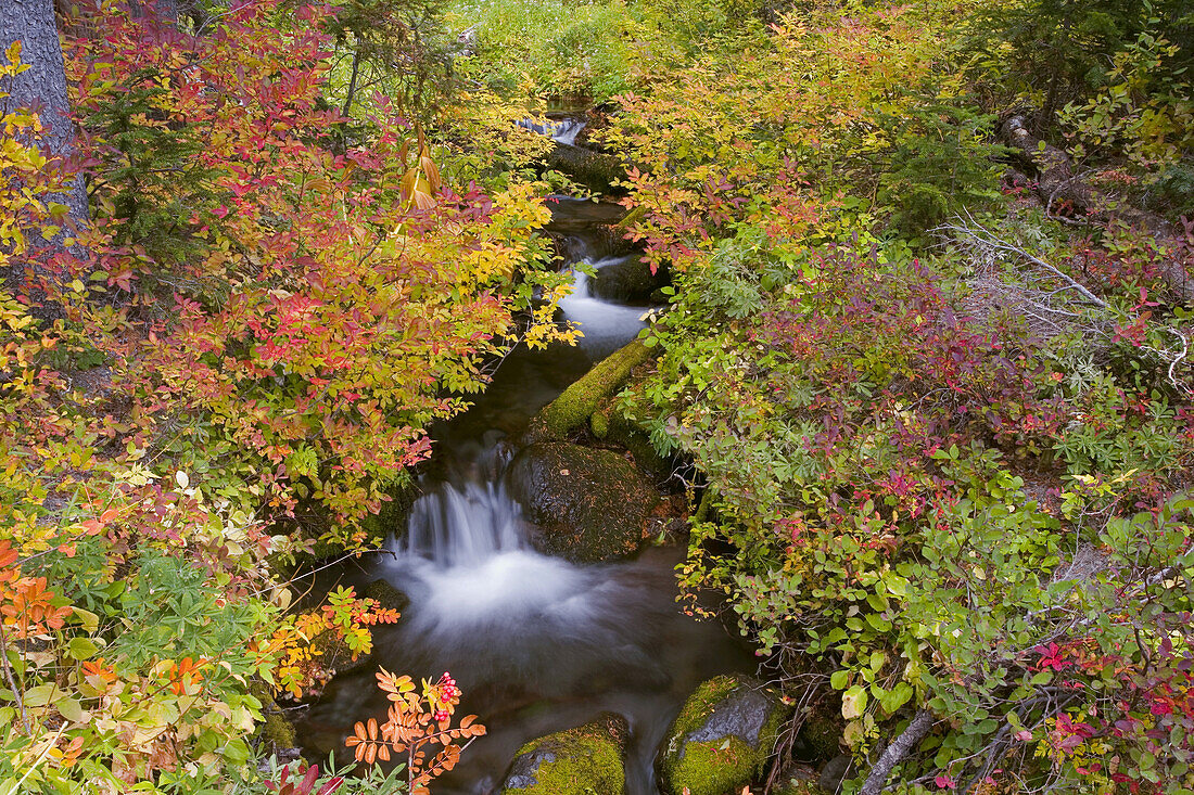 Flowing water and beautiful autumn coloured foliage in Mount Hood National Forest,Oregon,United States of America