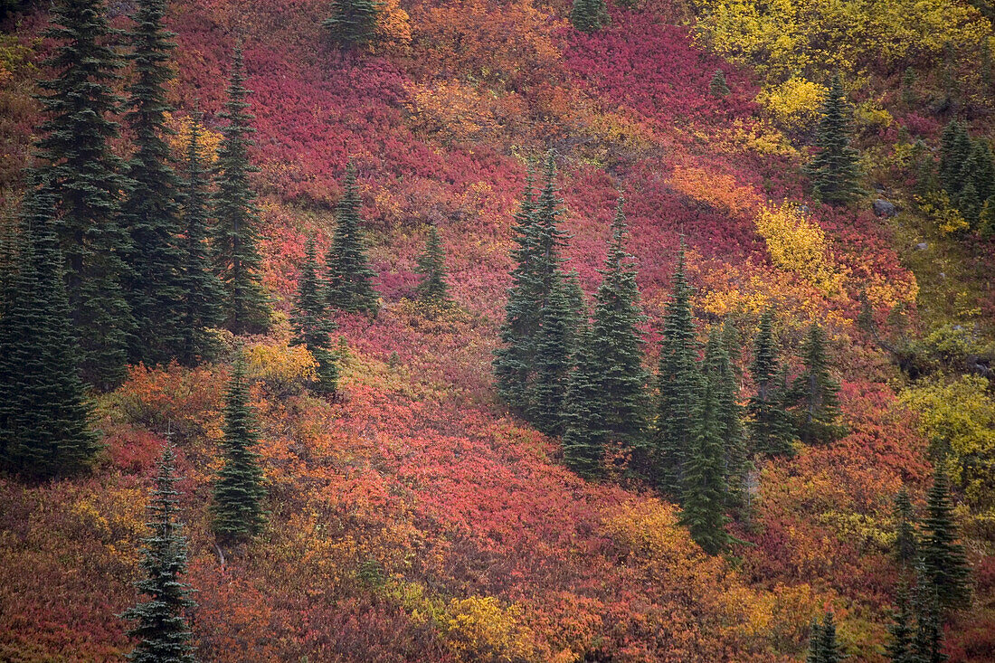 Autumn colours on a mountainside,Mount Rainier National Park,Washington,United States of America