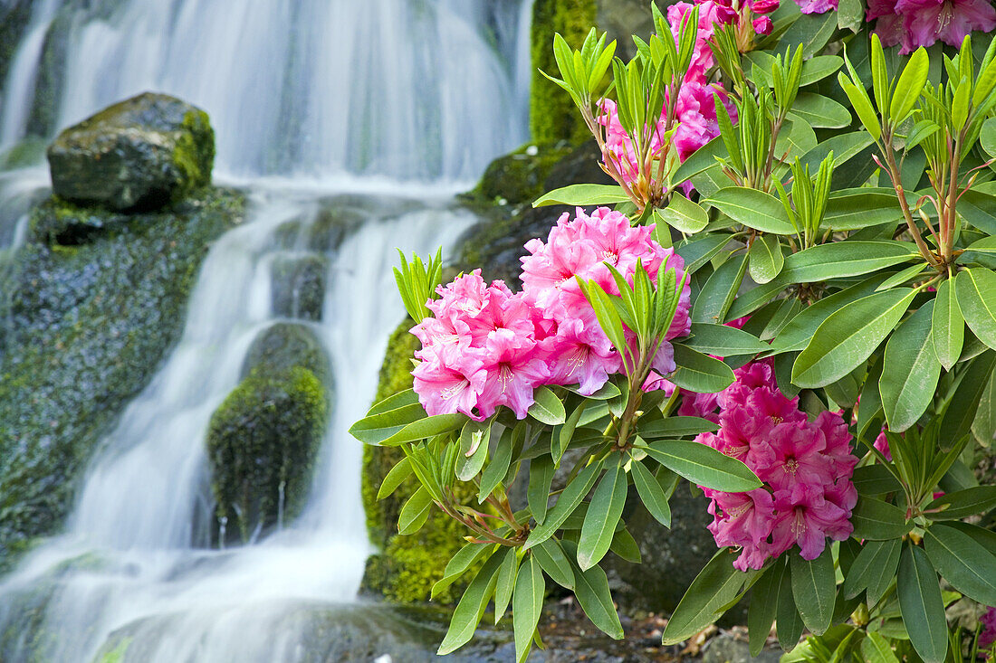 Blühender Rhododendron mit einem Wasserfall im Hintergrund,Crystal Springs Rhododendron Garden,Portland,Oregon,Vereinigte Staaten von Amerika