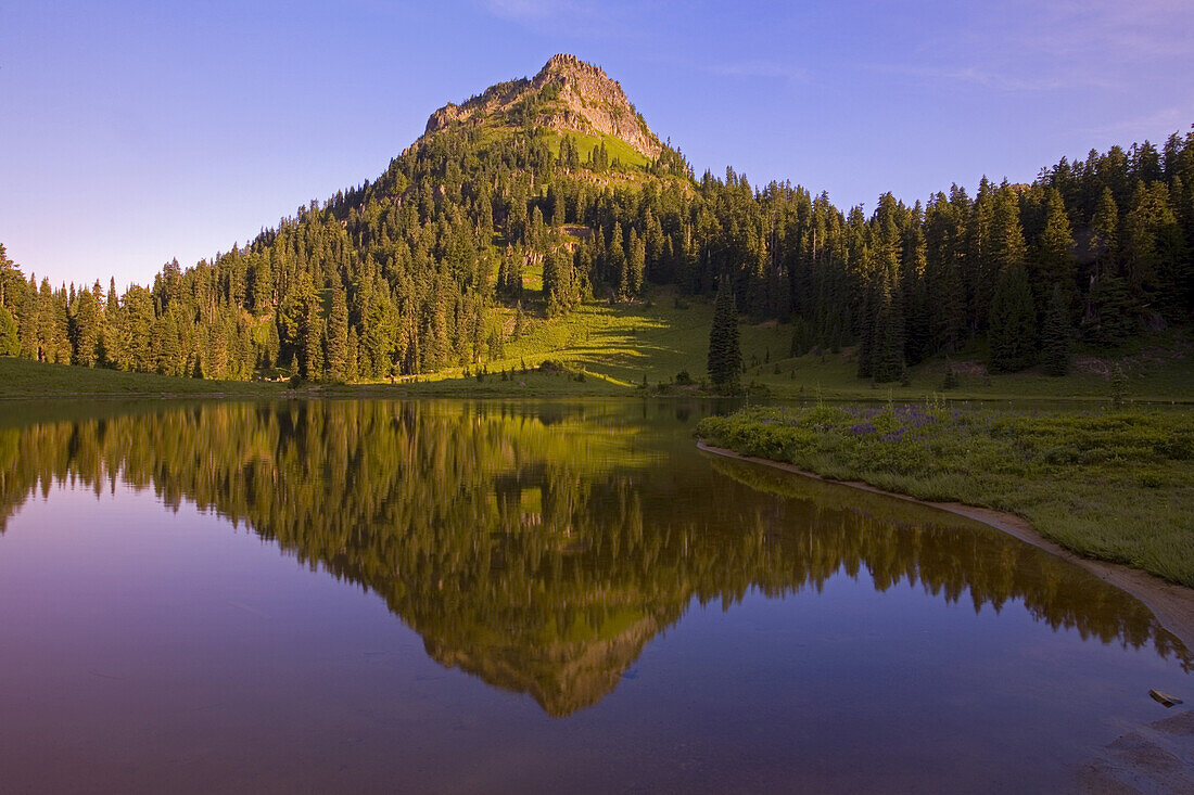 Mirror Image of a mountain peak and forest in Tipsoo Lake at sunrise,Mount Rainier National Park,Washington,United States of America