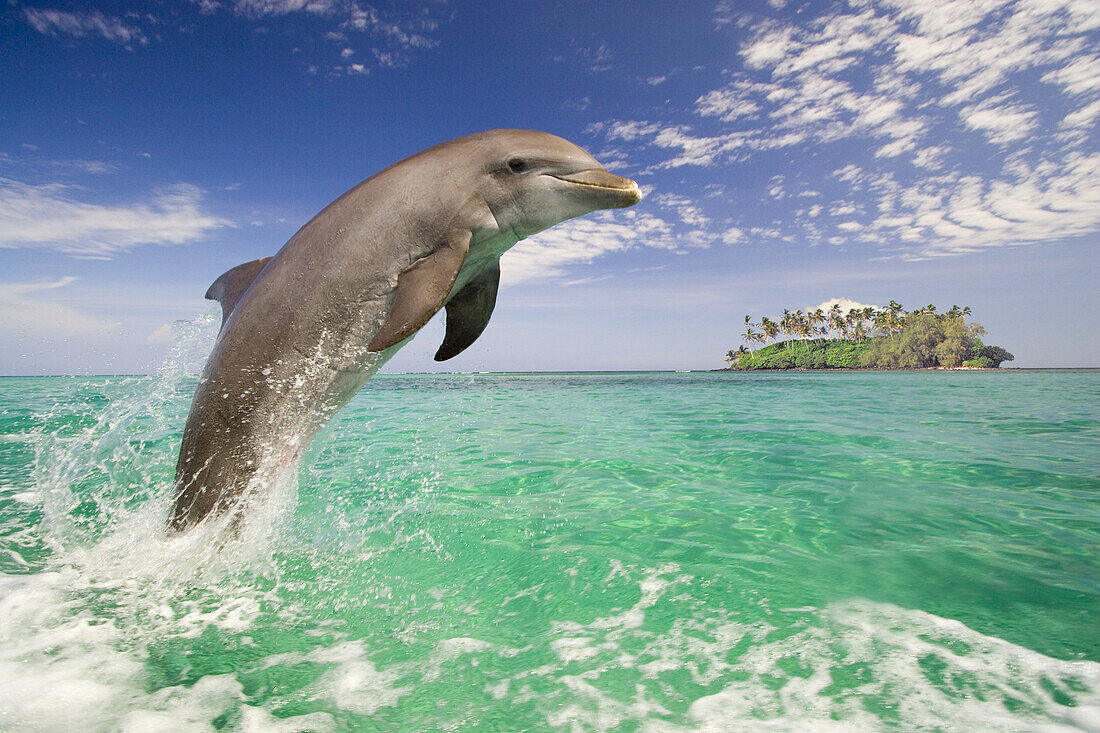 Großer Tümmler (Tursiops truncatus) spritzt beim Sprung aus dem Wasser, Karibik