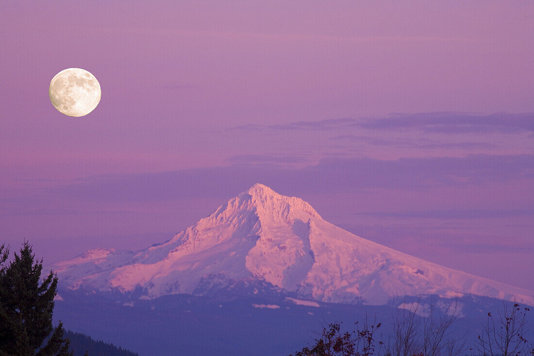 Snow-covered Mount Hood in winter,with a full moon and pink sunlight illuminating the peak and mountainside,Mount Hood National Forest,Oregon,United States of America