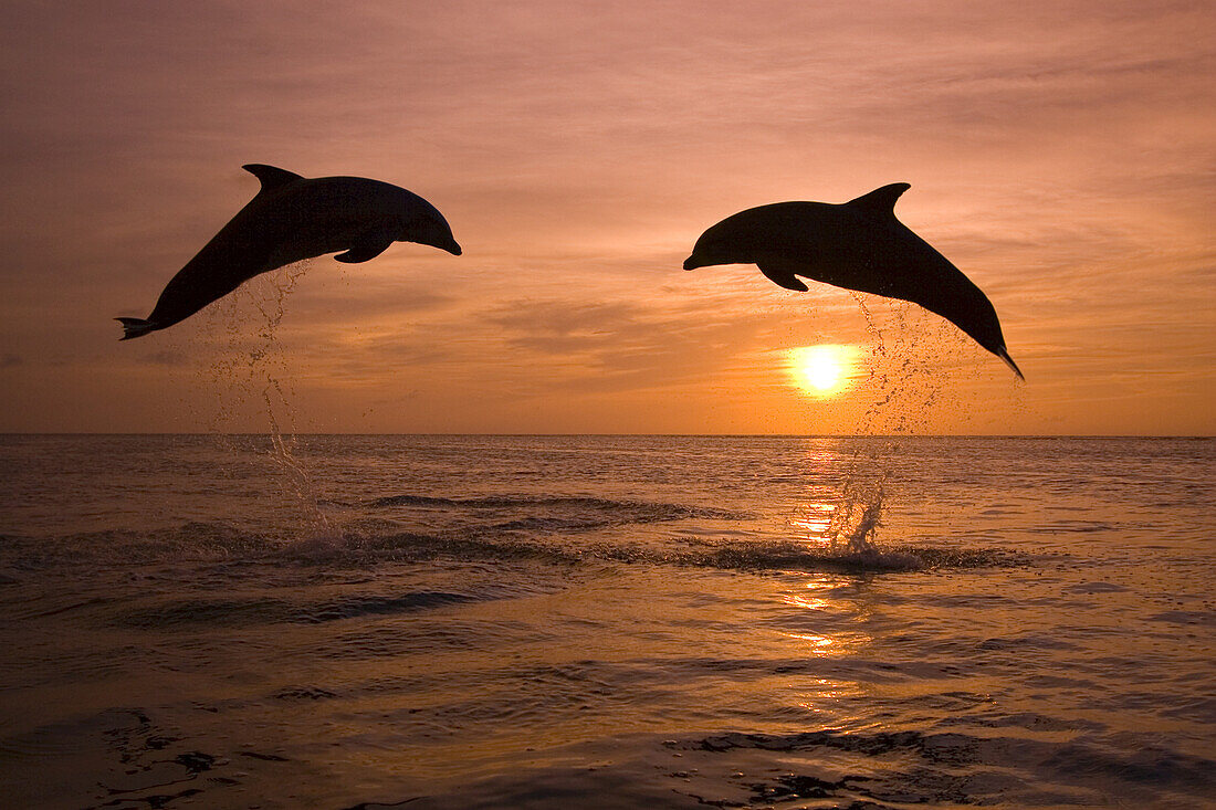 Two Bottlenose Dolphins (Tursiops truncatus) splashing as they leap from the water against a golden glowing sun at sunset,Caribbean