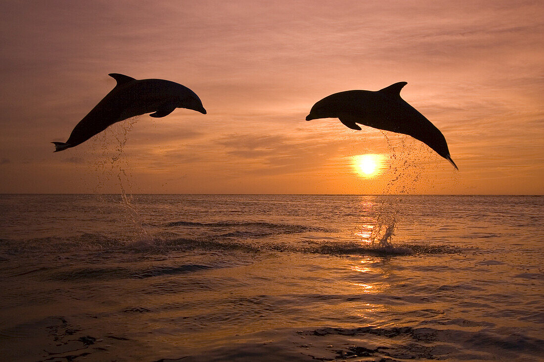 Zwei Große Tümmler (Tursiops truncatus) spritzen beim Sprung aus dem Wasser gegen eine golden glühende Sonne bei Sonnenuntergang, Karibik