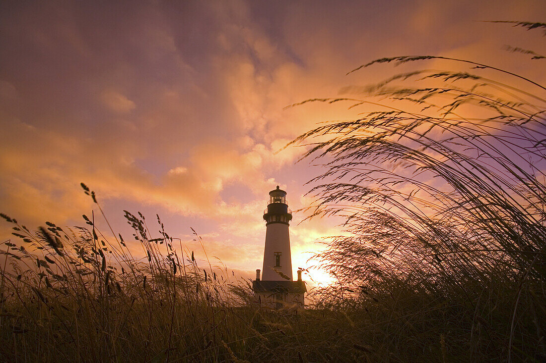 Yaquina Head Light along the Oregon coast at sunset with grasses silhouetted in the foreground,Oregon,United States of America