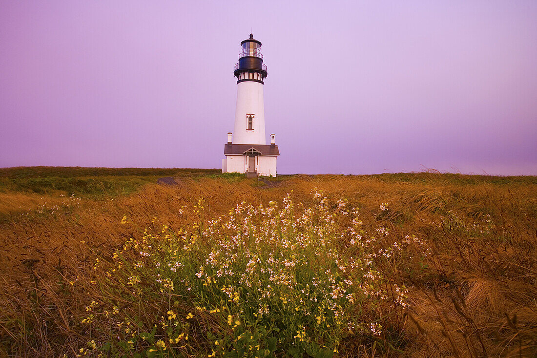 Yaquina Head Light umgeben von Gras und Wildblumen bei Sonnenuntergang, Yaquina Bay State Park, Oregon, Vereinigte Staaten von Amerika