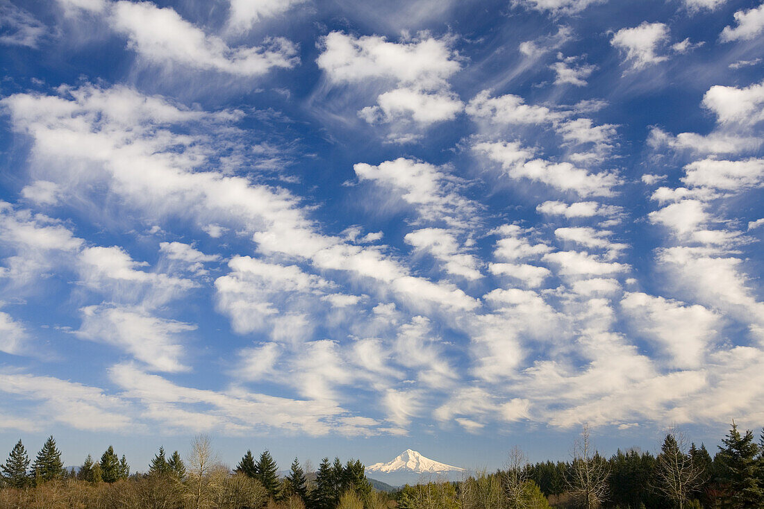 Altocumulus clouds and a distant view of snowy Mount Hood,Oregon,United States of America
