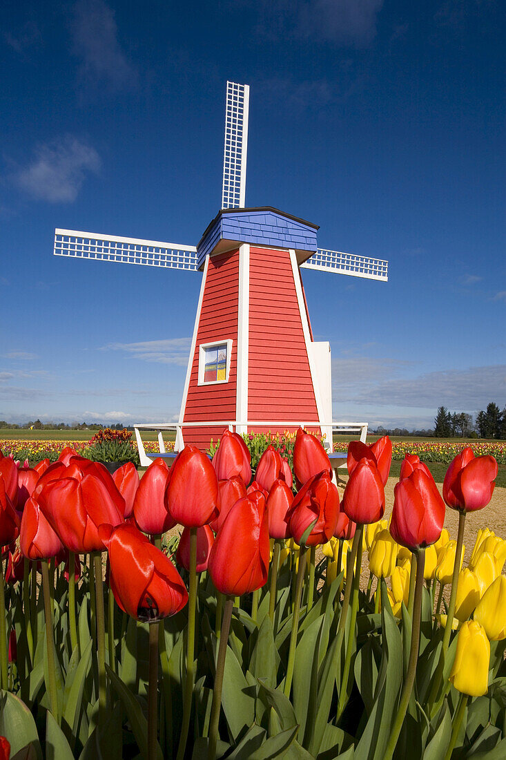 Windmühle und blühende Tulpen auf der Wooden Shoe Tulip Farm, Oregon, Vereinigte Staaten von Amerika