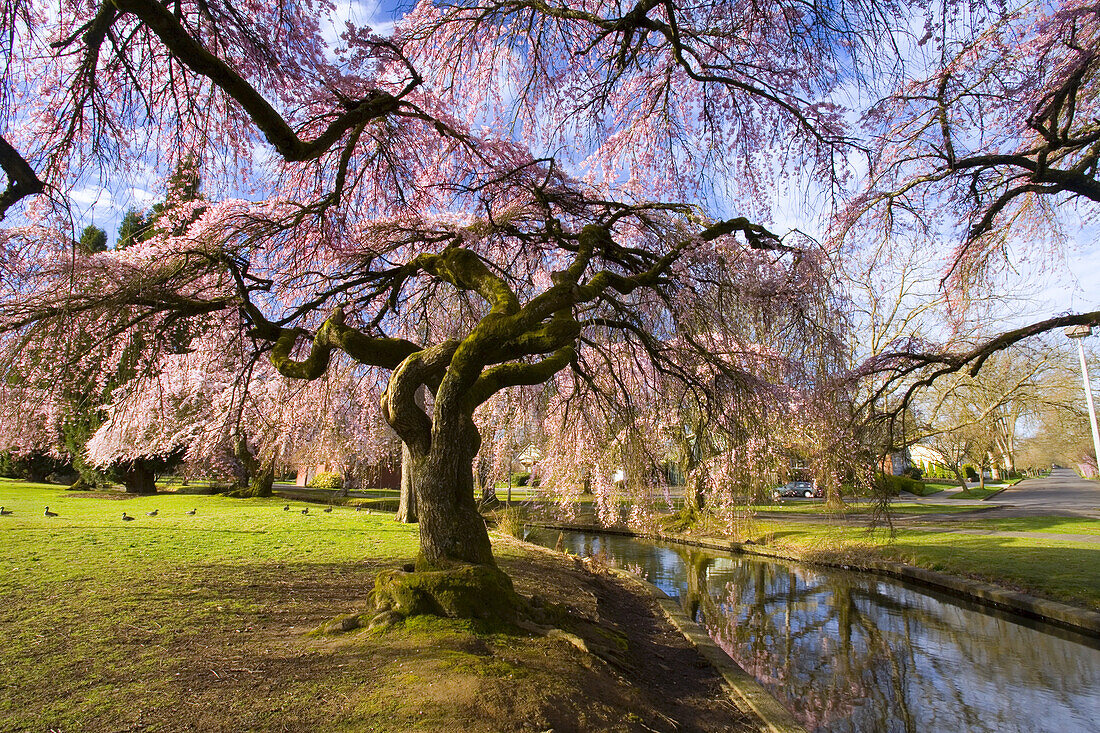 Blühender Kirschbaum in einem Park mit Vögeln im Gras und Spiegelungen in einem Kanal, Portland, Oregon, Vereinigte Staaten von Amerika