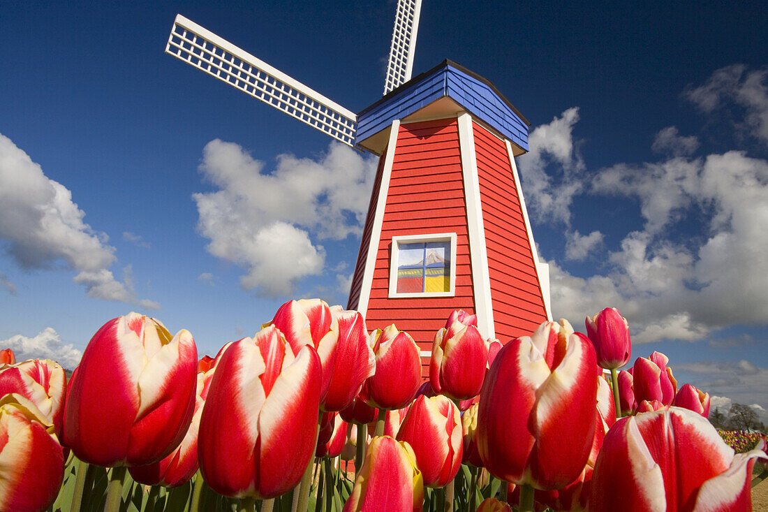 Windmill and blossoming tulips at the Wooden Shoe Tulip Farm,Oregon,United States of America