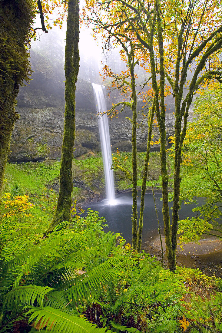 Wasserfall in ein Becken in einem üppigen Wald, South Falls im Silver Falls State Park, Oregon, Vereinigte Staaten von Amerika