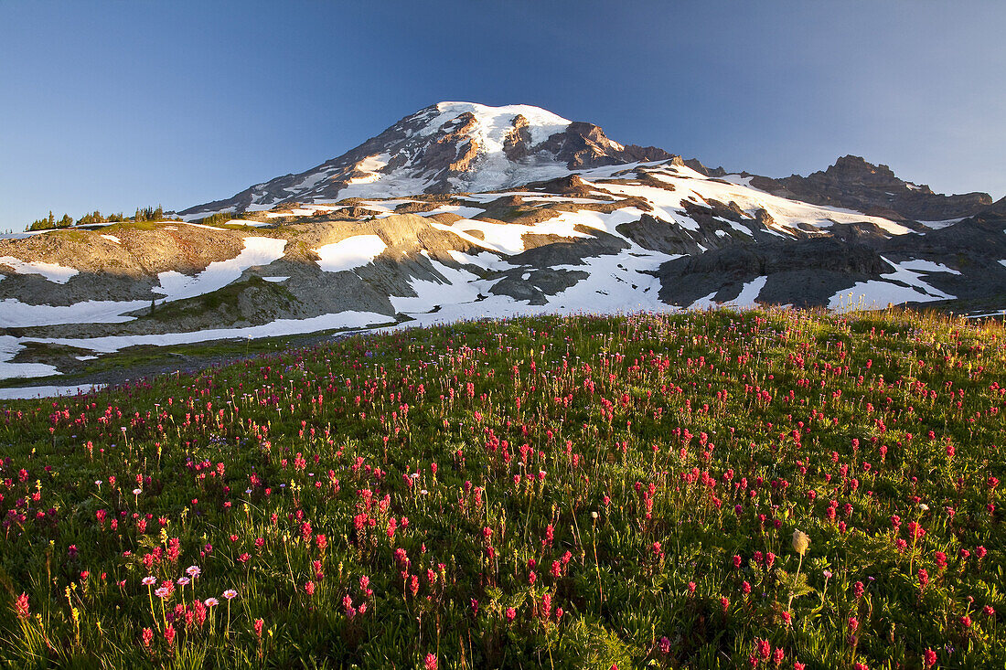 Blossoming wildflowers in a meadow and Mount Hood with snow,Mount Rainier National Park,Paradise,Washington,United States of America