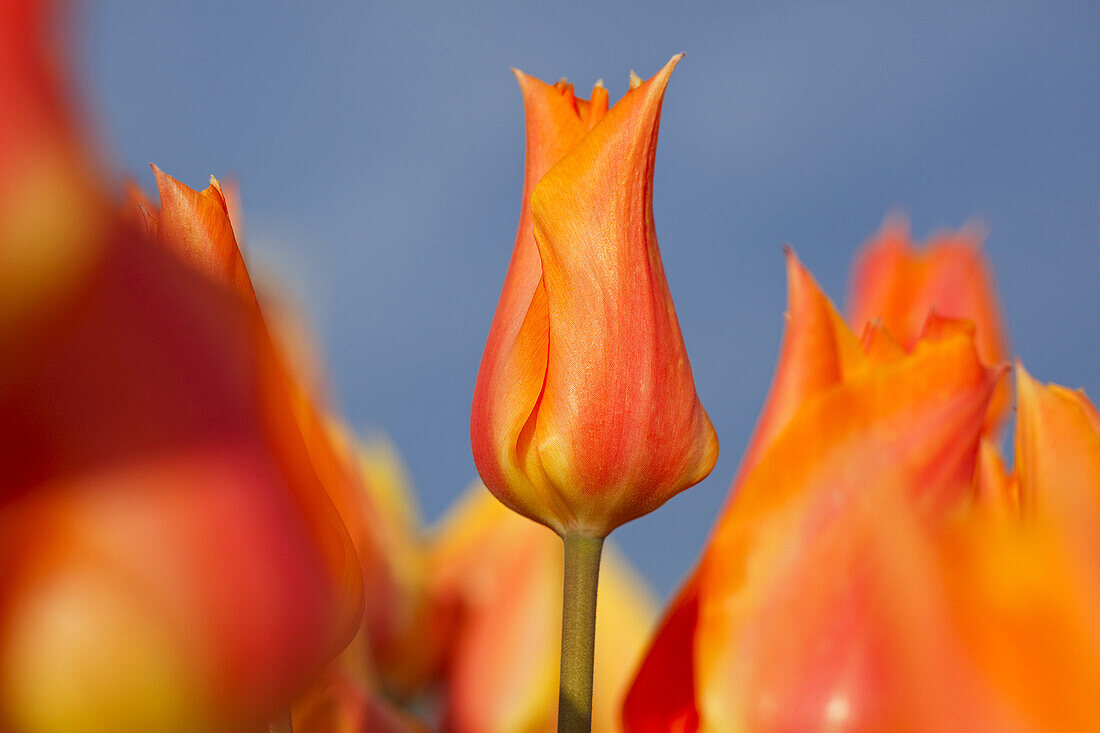 Nahaufnahme von blühenden Tulpen vor blauem Himmel, Wooden Shoe Tulip Farm, Oregon, Vereinigte Staaten von Amerika