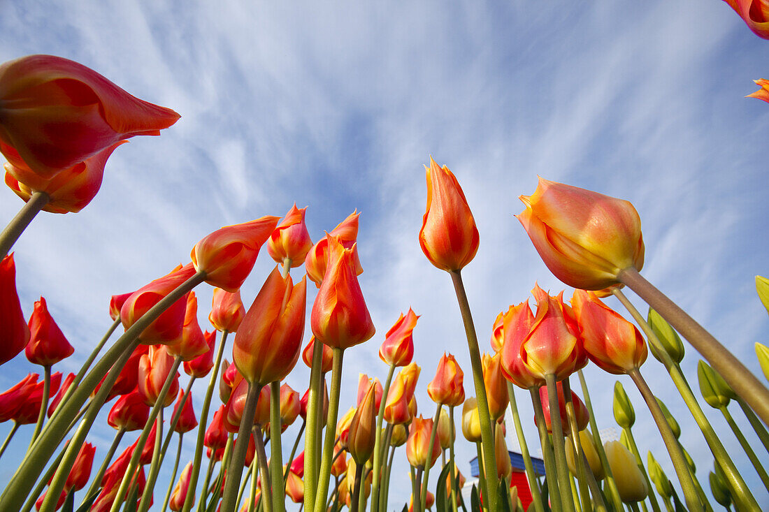 Nahaufnahme und Tiefblick auf blühende Tulpen vor blauem Himmel und Wolken, Wooden Shoe Tulip Farm, Oregon, Vereinigte Staaten von Amerika