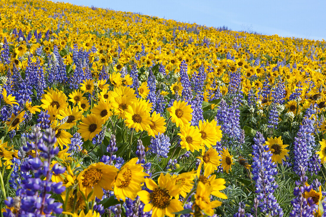 Wiese mit gelben und violetten Wildblumen in Hülle und Fülle vor blauem Himmel, Columbia River Gorge, Oregon, Vereinigte Staaten von Amerika