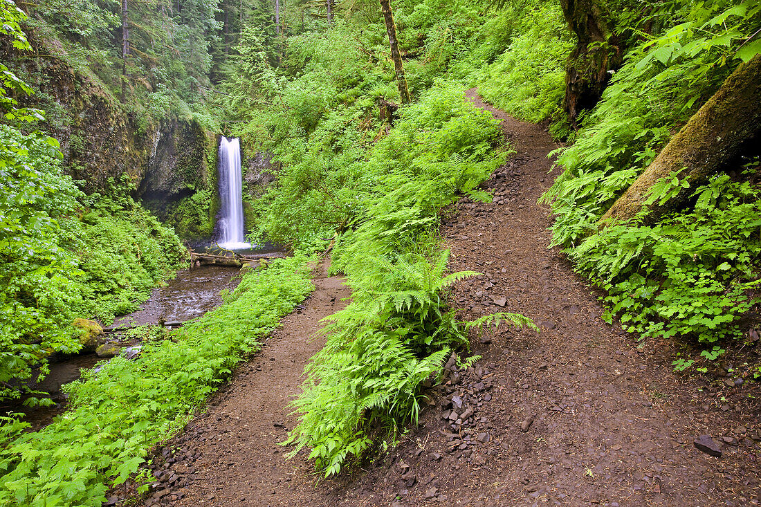 Wasserfall entlang eines Pfades im üppigen Laub eines Waldes, Columbia River Gorge, Oregon, Vereinigte Staaten von Amerika