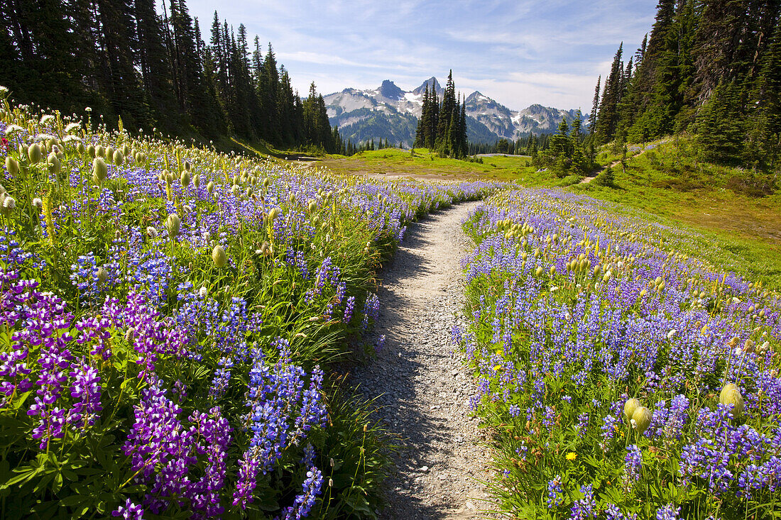 Wildblumen säumen einen Weg im Mount Rainier National Park, Paradise, Washington, Vereinigte Staaten von Amerika