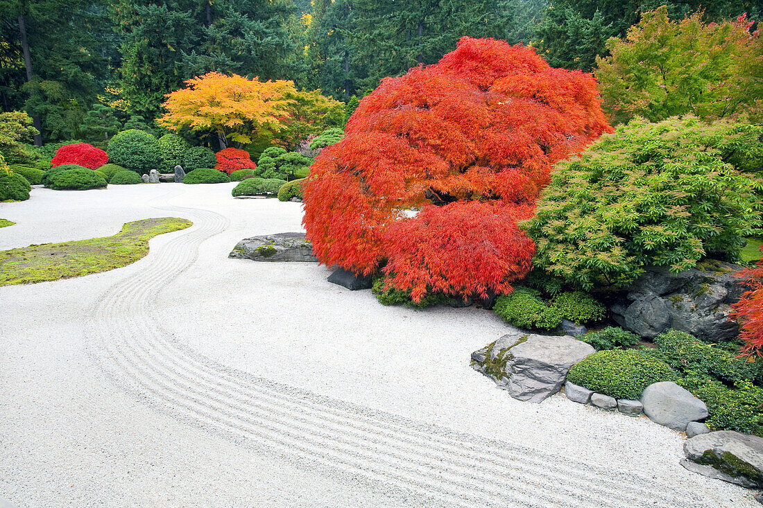 Autumn coloured foliage and a path through Portland Japanese Garden,Portland,Oregon,United States of America