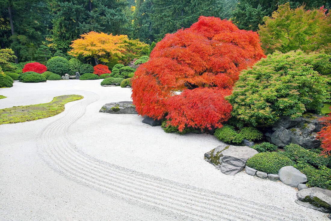 Herbstfarbenes Laub und ein Weg durch den Japanischen Garten von Portland, Portland, Oregon, Vereinigte Staaten von Amerika
