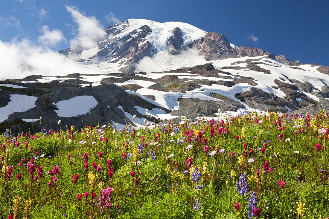 Wildblumen auf einer Wiese und der schneebedeckte Mount Rainier, Mount Rainier National Park, Washington, Vereinigte Staaten von Amerika