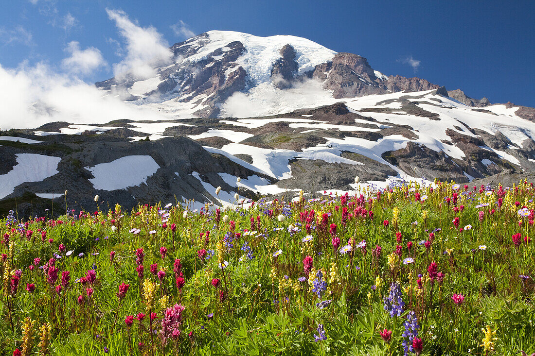 Wildflowers in a meadow and snow-covered Mount Rainier,Mount Rainier National Park,Washington,United States of America