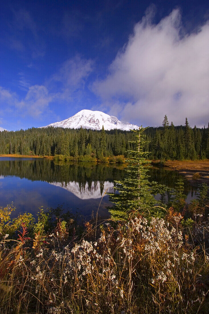 Snow-covered Mount Rainier,with wildflowers on the shore and a reflection in the water,Washington,United States of America