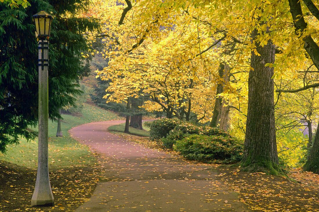 Goldenes Laub an den Bäumen entlang eines gepflasterten Weges in einem Park im Herbst, Portland, Oregon, Vereinigte Staaten von Amerika