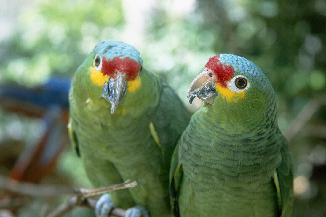 Zwei Rotzügel-Papageien (Amazona autumnalis) schauen in die Kamera, Honduras