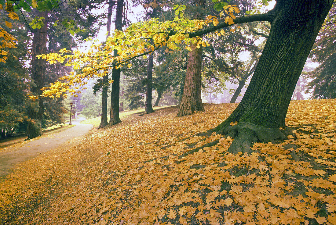 Golden foliage on the ground along a paved trail in a park in autumn,Portland,Oregon,United States of America