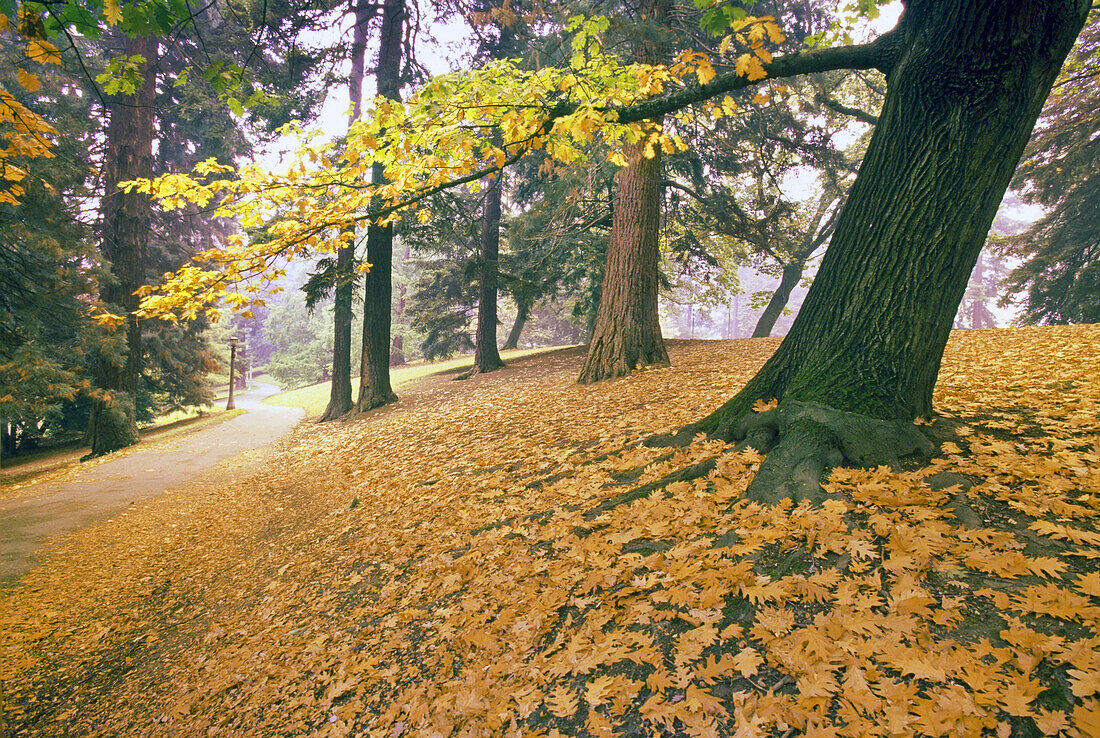 Goldenes Laub auf dem Boden entlang eines gepflasterten Weges in einem Park im Herbst, Portland, Oregon, Vereinigte Staaten von Amerika