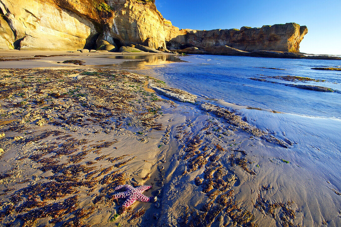 Zerklüftete Klippe entlang der Küste von Oregon mit einem rosa Seestern und Seetang im Sand,Oregon,Vereinigte Staaten von Amerika