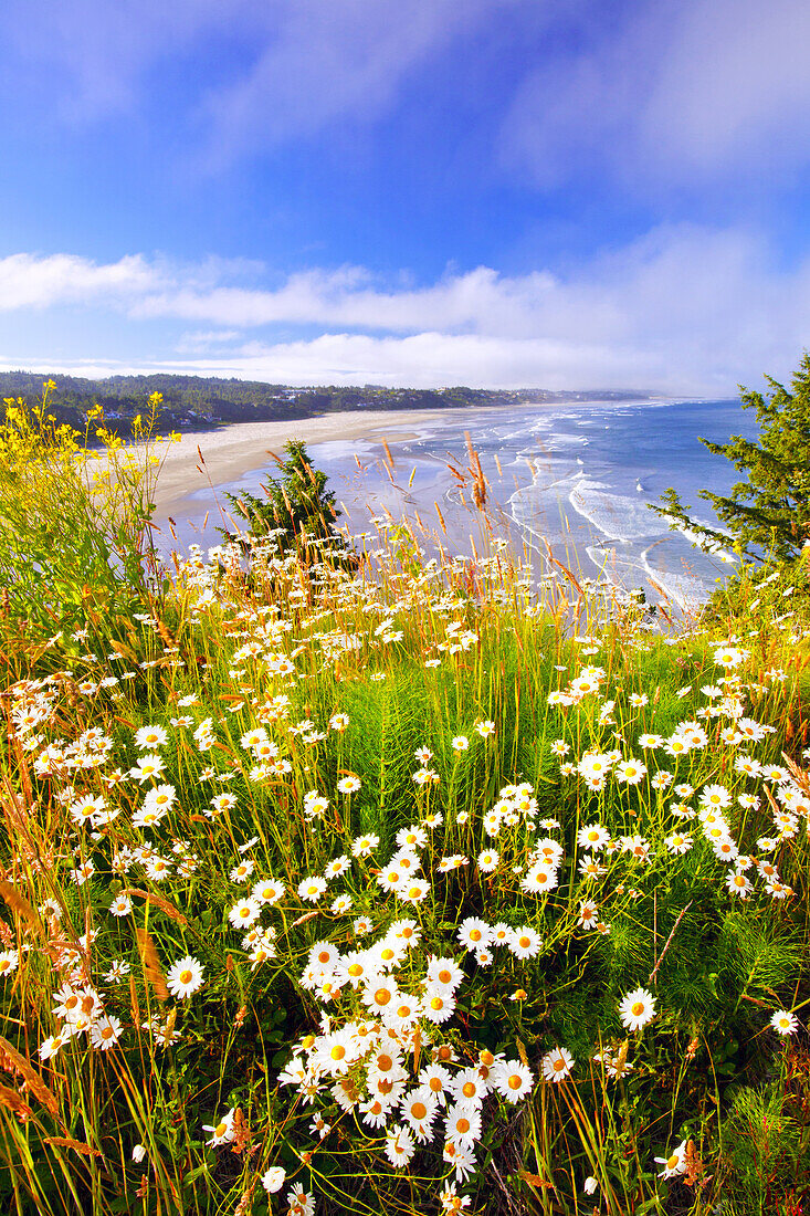 Wildflowers bloom on the Oregon coast in the foreground with a view of a beach along the coastline,Newport,Oregon,United States of America