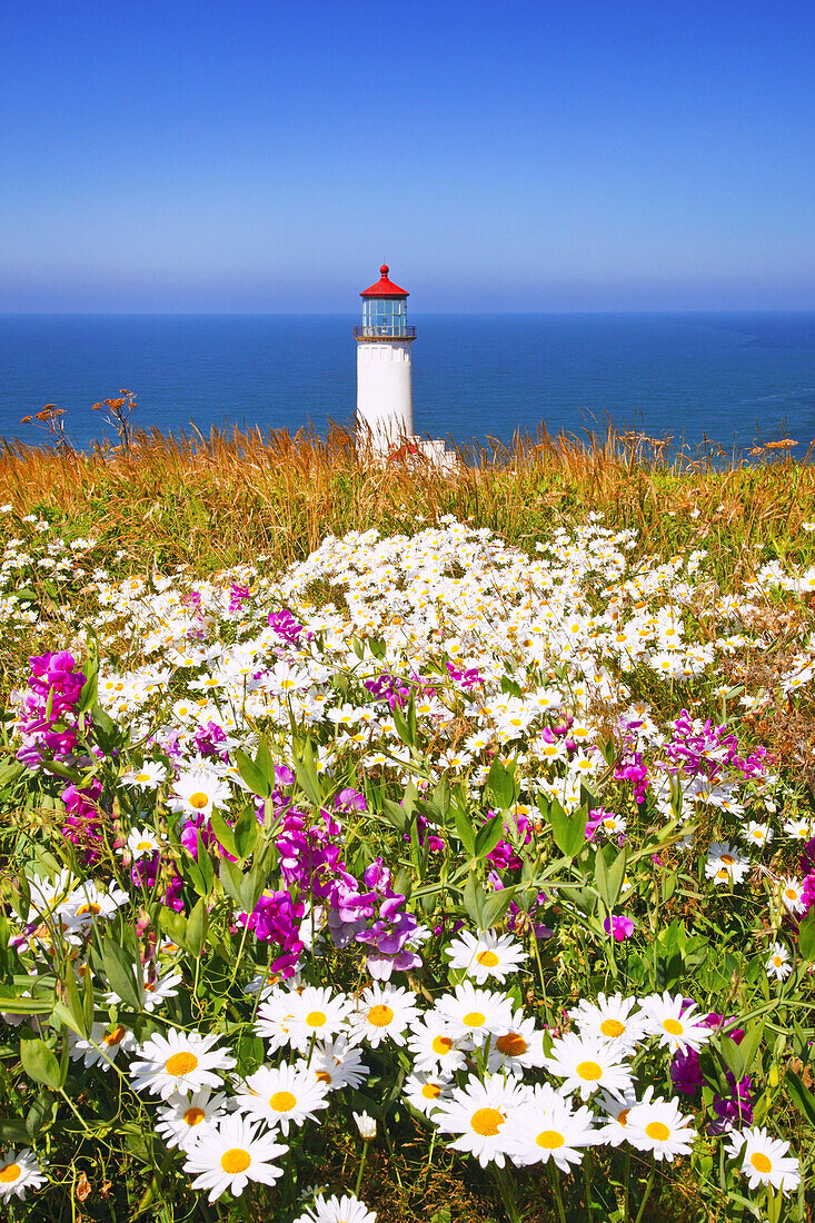 Blühende Wildblumen in einem Feld neben dem North Head Lighthouse, Cape Disappointment State Park, Washington, Vereinigte Staaten von Amerika