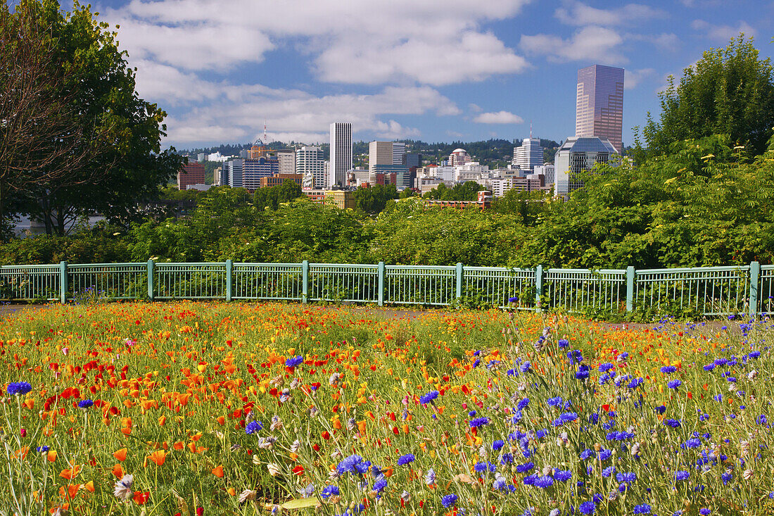 Wildflowers growing along the waterfront and a skyscrapers in the downtown area of Portland,Oregon,Portland,Oregon,United States of America