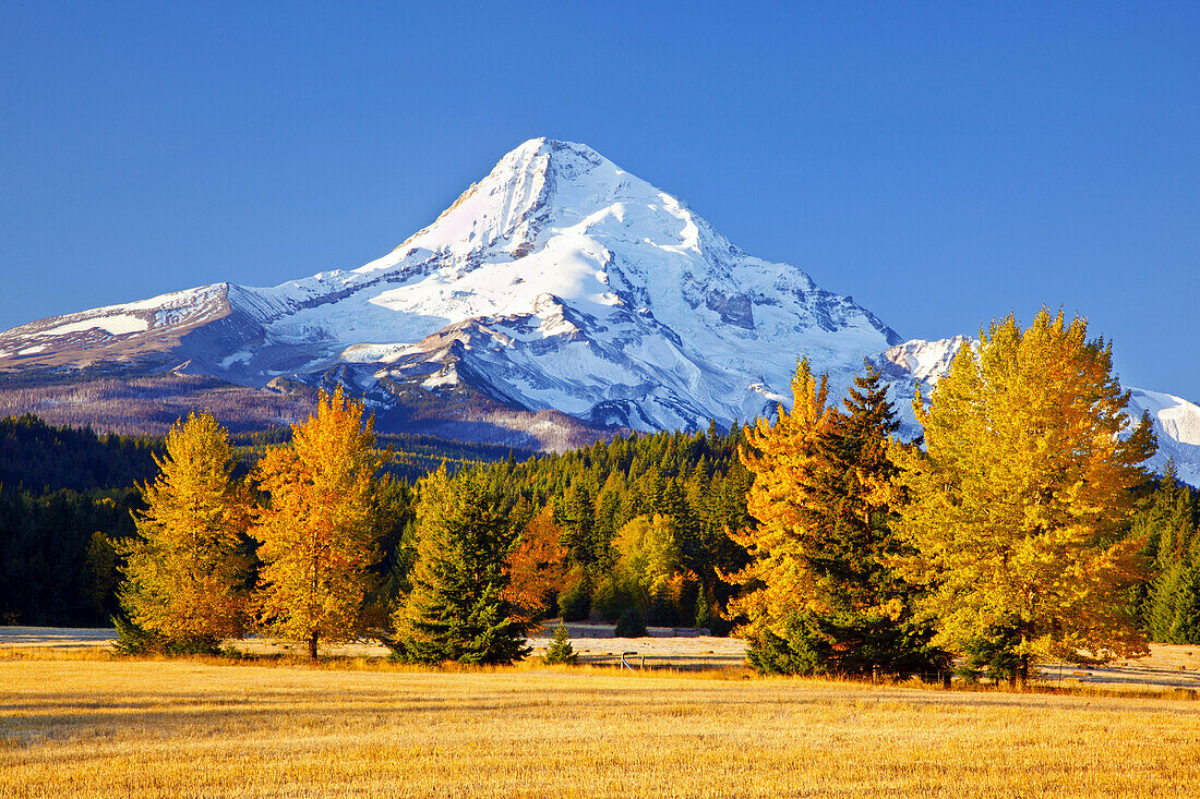 Schneebedeckter Mount Hood und herbstlich gefärbtes Laub im Wald darunter, Mount Hood National Forest, Hood River, Oregon, Vereinigte Staaten von Amerika