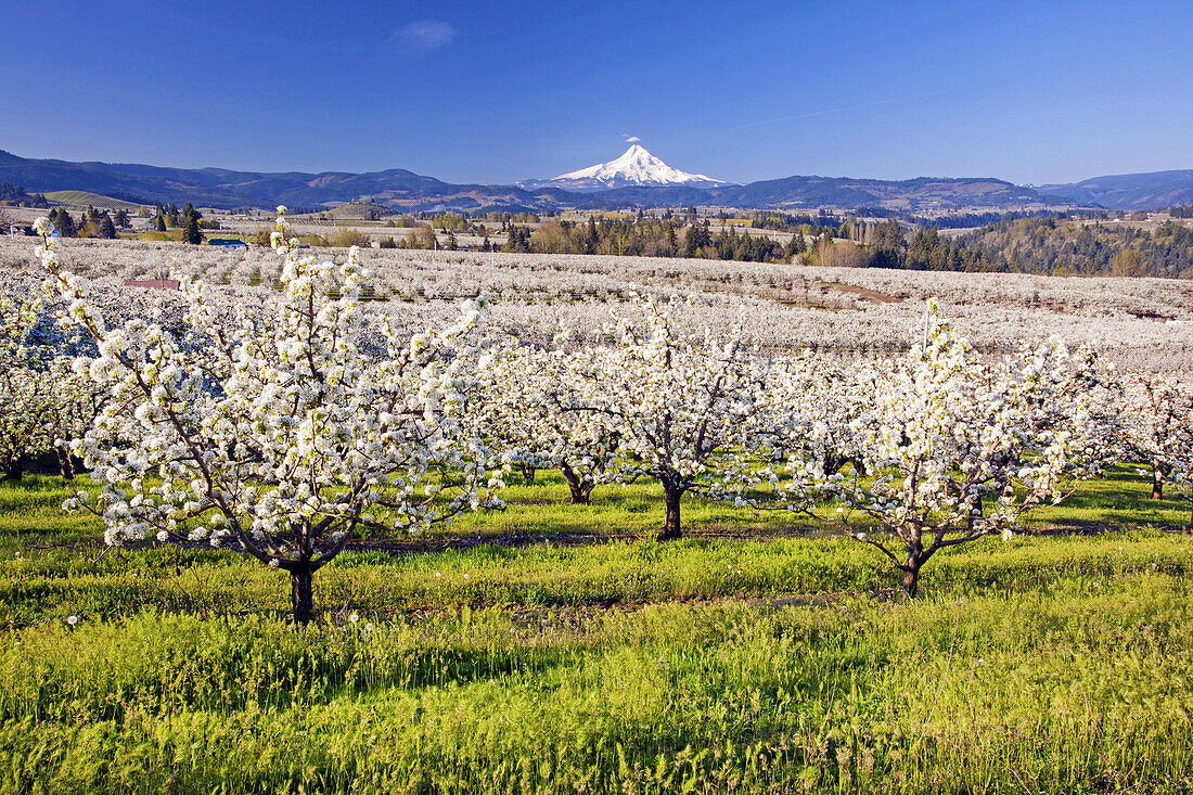 Apfelbaumplantage und der Gipfel eines schneebedeckten Mount Hood in der Ferne vor einem klaren, blauen Himmel in der Columbia River Gorge des Pazifischen Nordwestens, Oregon, Vereinigte Staaten von Amerika