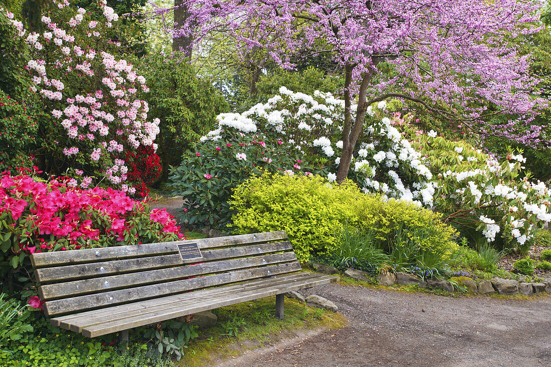 Blühende Pflanzen und eine Bank in einem üppigen botanischen Garten,Portland,Oregon,Vereinigte Staaten von Amerika