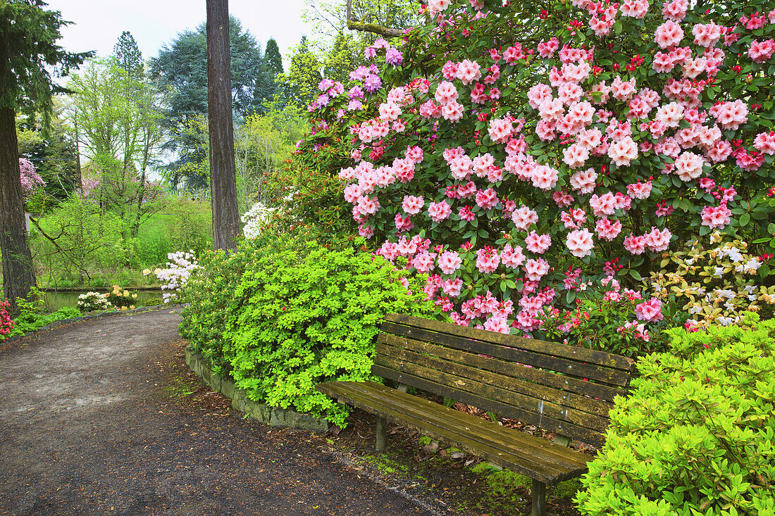 Blühende Pflanzen und Bank in einem üppigen botanischen Garten,Portland,Oregon,Vereinigte Staaten von Amerika