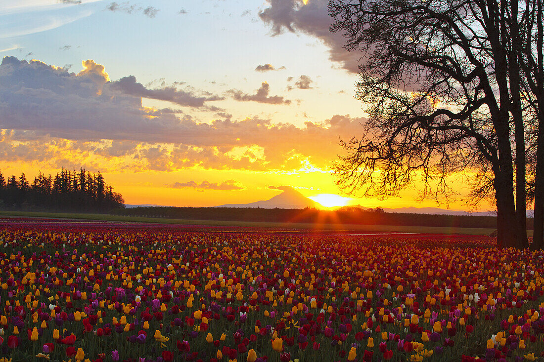 Dramatic sunrise over Mount Hood and fields of tulips at the Wooden Shoe Tulip Farm,Woodburn,Oregon,United States of America