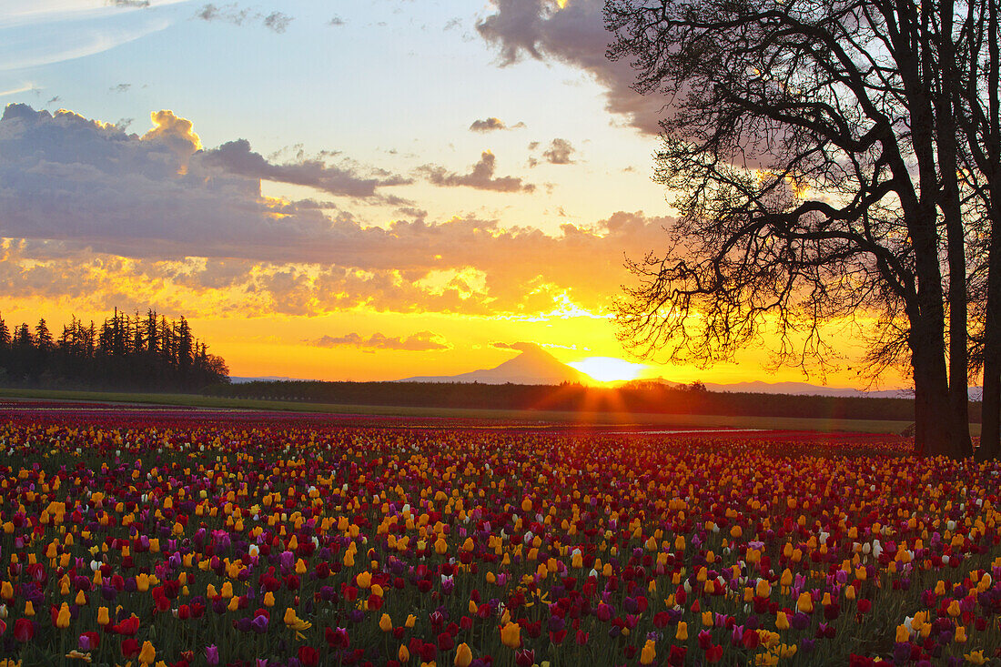 Dramatischer Sonnenaufgang über Mount Hood und Tulpenfeldern auf der Wooden Shoe Tulip Farm, Woodburn, Oregon, Vereinigte Staaten von Amerika