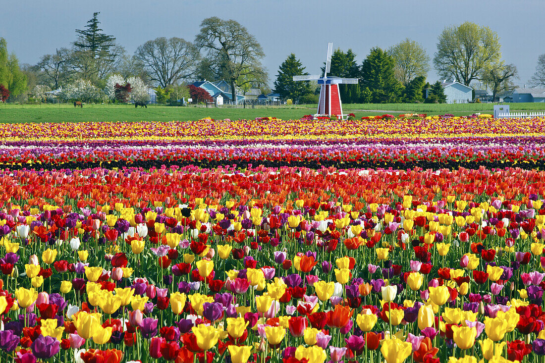 Blühende Tulpen, eine Windmühle und grasende Pferde auf dem Acker der Wooden Shoe Tulip Farm, Woodburn, Oregon, Vereinigte Staaten von Amerika