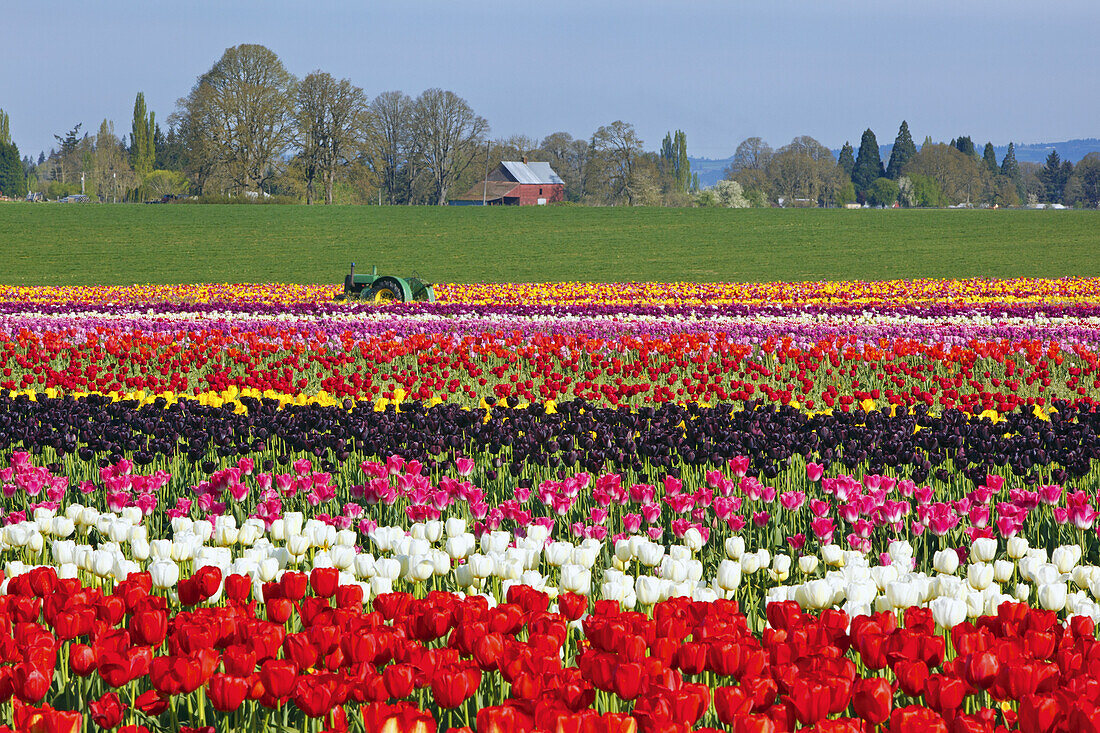 Field of tulips and a tractor at the Wooden Shoe Tulip Farm,Woodburn,Oregon,United States of America