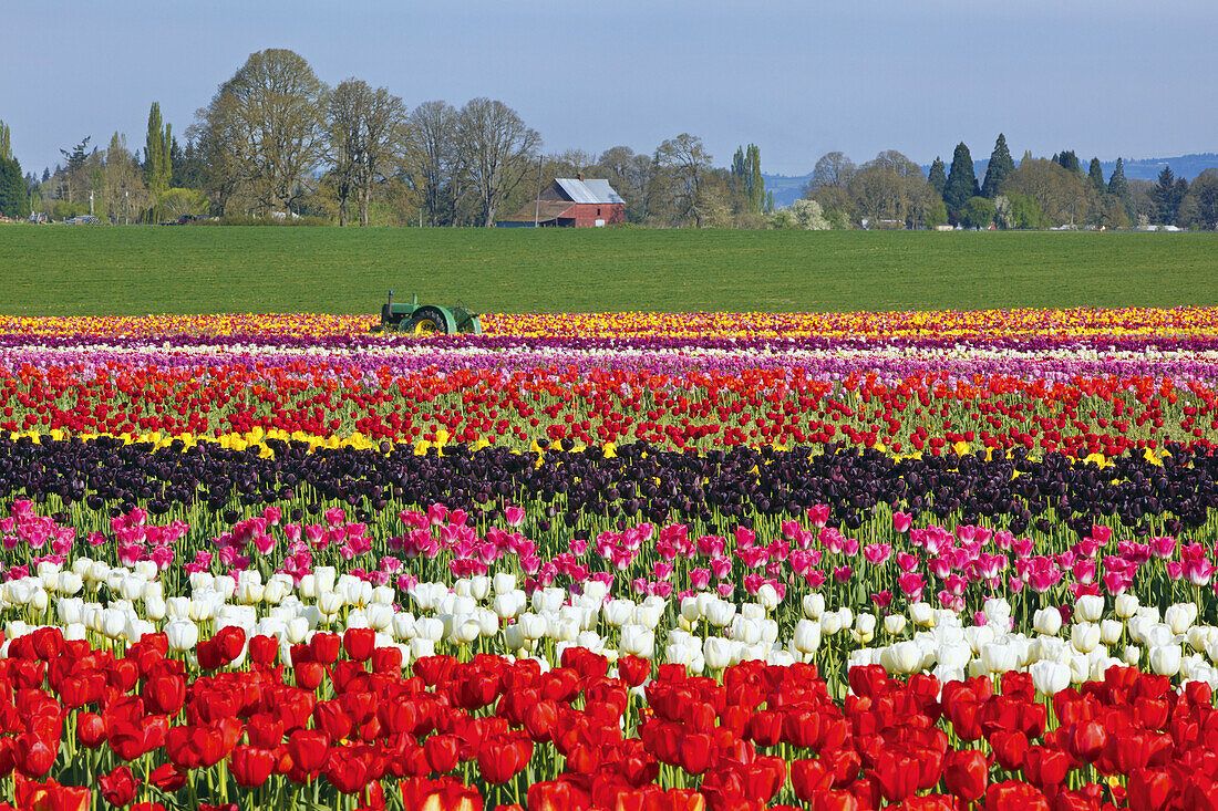 Tulpenfeld und ein Traktor auf der Wooden Shoe Tulip Farm, Woodburn, Oregon, Vereinigte Staaten von Amerika