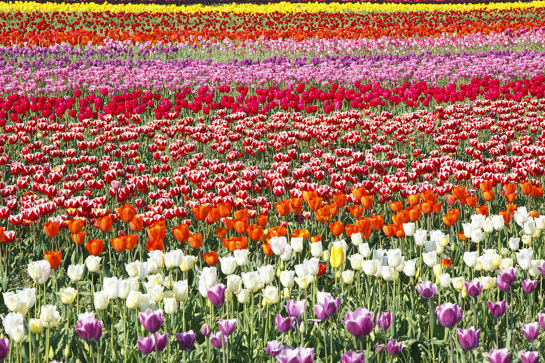 Abundance of colourful tulips in bloom in a field at Wooden Shoe Tulip Farm,Woodburn,Oregon,United States of America