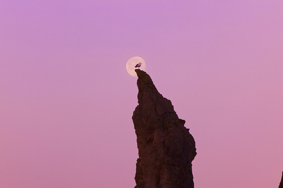Bird perched on pinnacle of rock formation against the full moon at dawn in the Bandon State Natural Area,Bandon,Oregon,United States of America