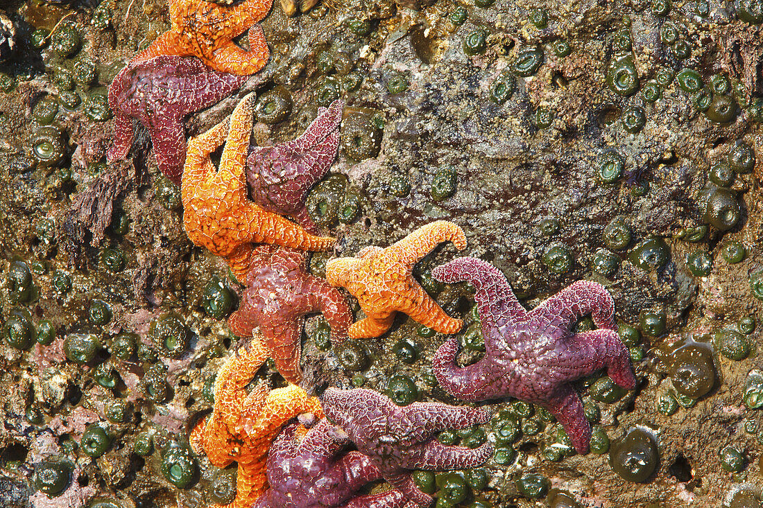 Numerous starfish clinging to a rock at Bandon State Natural Area,Bandon,Oregon,United States of America